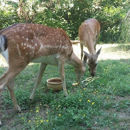 Apartmán Cascina Bricco Ovada Exteriér fotografie